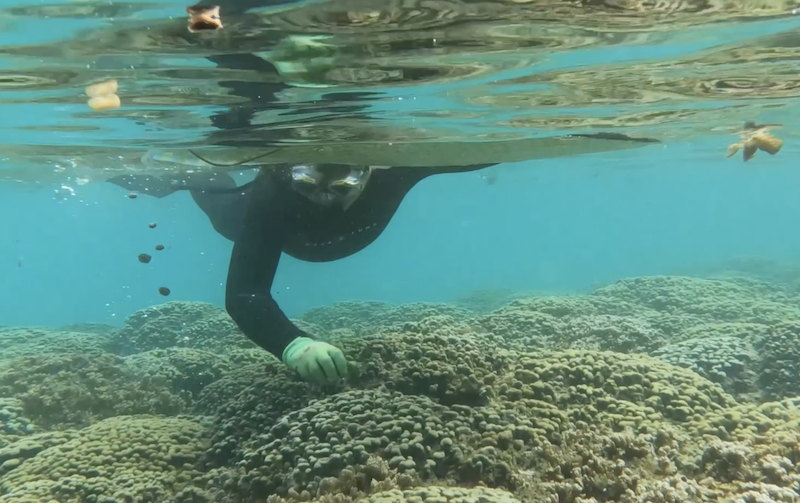 A member of the Aquatic Invasive Species team releases juvenile urchins on to a reef in Kaneohe Bay